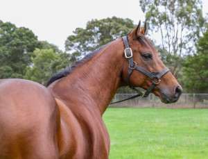 Cape Of Good Hope_19-04-2024_GEN_Bombora Downs__1175